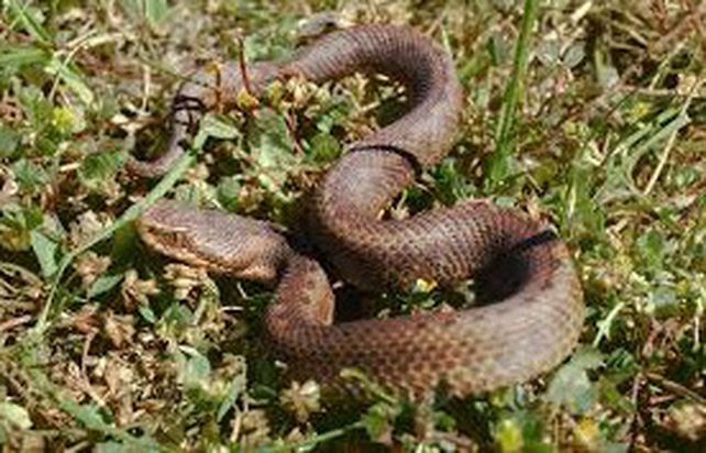 Un niño de un año y medio mató a mordiscos una serpiente venenosa en Brasil
