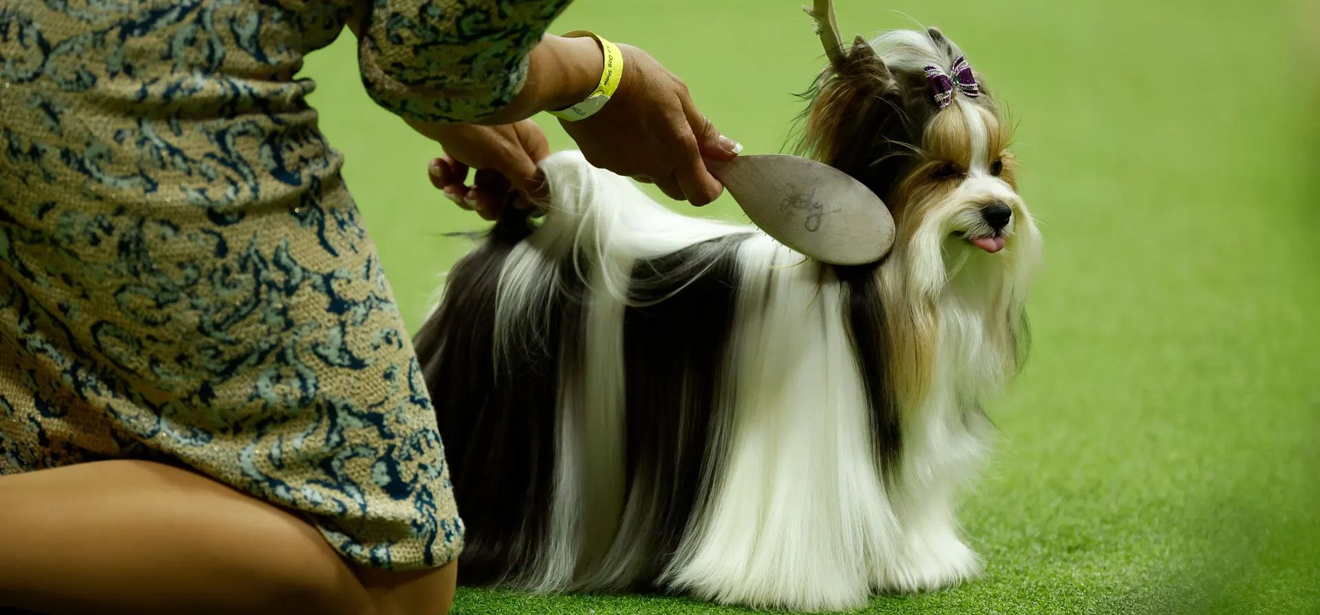 Nueva York, Estados Unidos. Un Biewer terrier se prepara para la 147ª exposición canina anual del Westminster Kennel Club en el Arthur Ashe Stadium. Fotografía: Sarah Stier/Getty Images