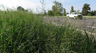 Falta de mantenimiento. A lo largo de los 29 kilómetros de la ruta nacional A008 se perciben yuyales, y animales muertos sobre la calzada.