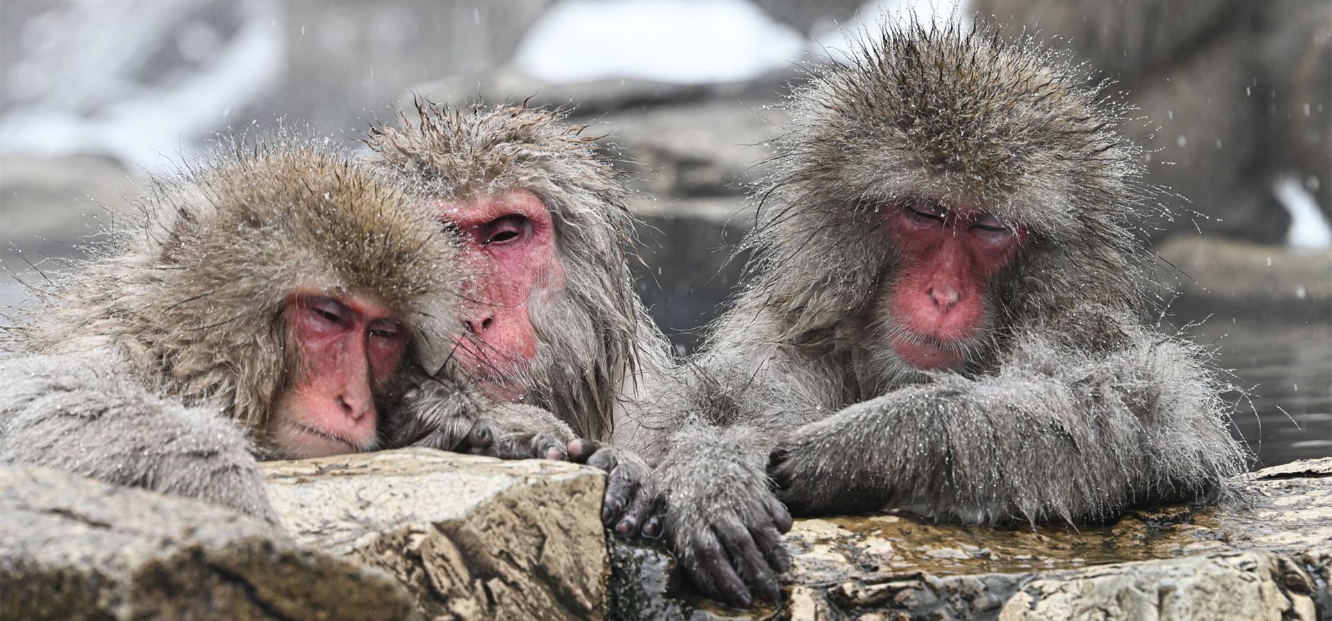 Macacos japoneses se sumergen en el calor de las aguas termales de montaña en el parque de monos Jigokudani, en la prefectura de Nagano. Por costumbre, bajan de las montañas donde pasan la noche y se bañan durante el día, Yamanouchi, Japón. Fotografía: Soichiro Koriyama/EPA Macacos japoneses se sumergen en el calor de las aguas termales de montaña en el parque de monos Jigokudani, en la prefectura de Nagano. Por costumbre, bajan de las montañas donde pasan la noche y se bañan durante el día, Yamanouchi, Japón. Fotografía: Soichiro Koriyama/EPA
