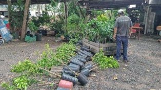 Lucha contra el HLB: Destruyeron más de 300 plantas cítricas sin documentación