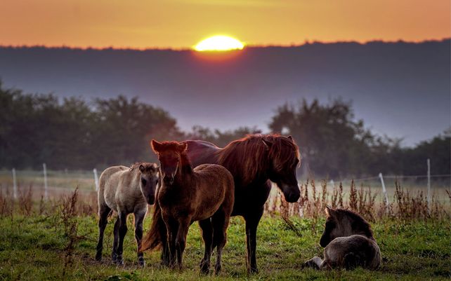 Caballos islandeses descansan en un prado en Wehrheim