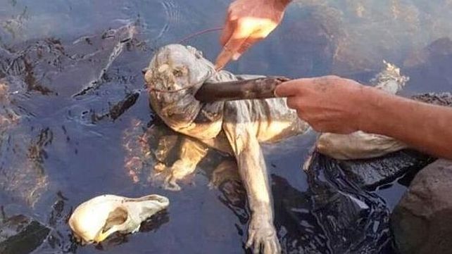 Sigue la confusión por el chupacabras de Paraguay