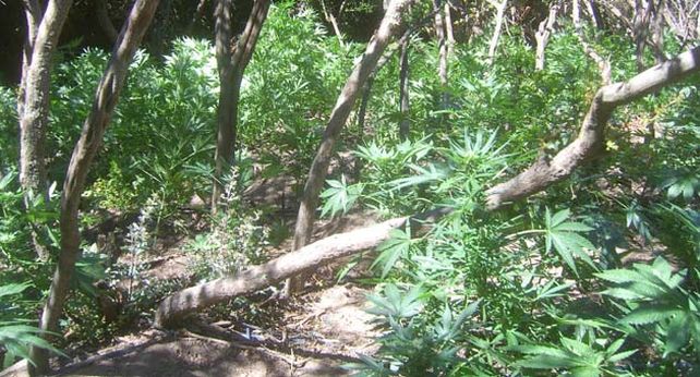 Las plantas estaban sembradas entre el bosque nativo.