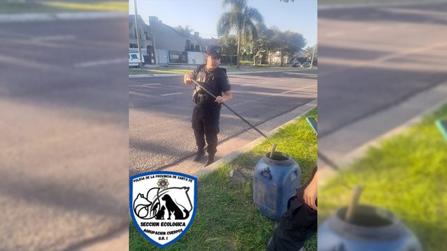 Otra yarará fue encontrada en la Costanera de Santa Fe.