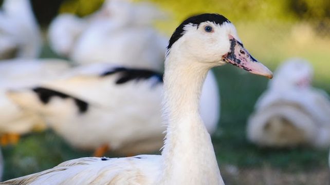 Las vacunas contra la gripe aviar se probaron en patos.