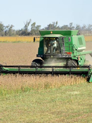 La cosecha de maíz en Estados Unidos avanza al 33% y presiona los precios