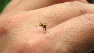 “Santa Fe puede contener un brote de chikungunya”