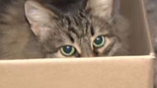 Una gata protegió del frío a un bebé que fue abandonado en una caja y le salvó la vida