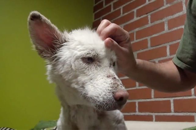 La increíble recuperación de un perrito callejero