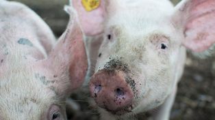 Salud humana y animal, cada día más conectadas