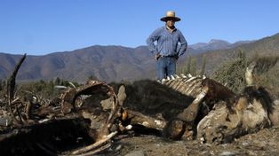Atribuyen misteriosa muerte de ganado en el norte de Chile al mítico chupacabras