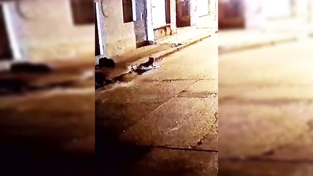 Nogoyá: detuvieron al conductor que atropelló la perra
