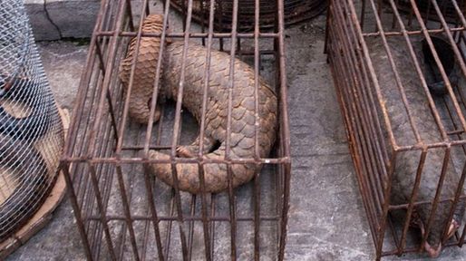 Una científica advirtió que otros virus de origen animal afectarán al mundo