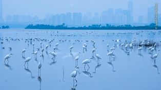 Vida silvestre 2020, lo mejor en imágenes
