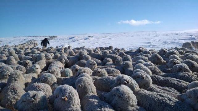 El cierre del fondo fiduciario ovino se da en medio de los efectos adversos que enfrenta el sector ante las intensas nevadas.
