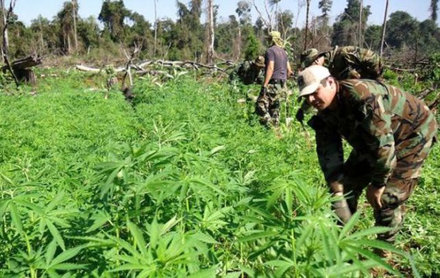 Cannabis. Un cuartel uruguayo.