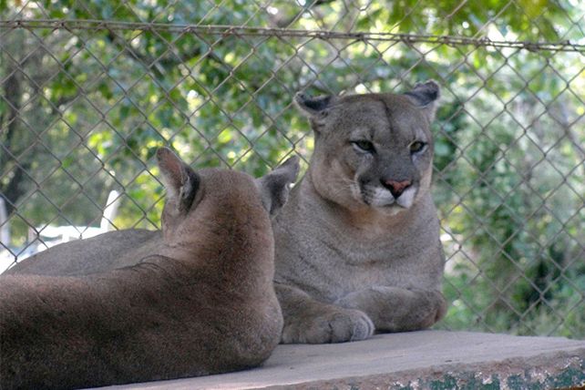 El puma encontrado en Laguna Paiva está alojado en la Granja La Esmeralda