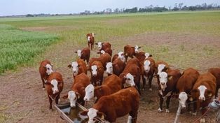 Combinar cultivos de servicios con pastoreo rotativo mejora el suelo