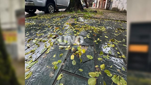Un lapacho añejo genera temor en barrio Fomento 9 de Julio: levantó veredas y fisuró paredes de viviendas