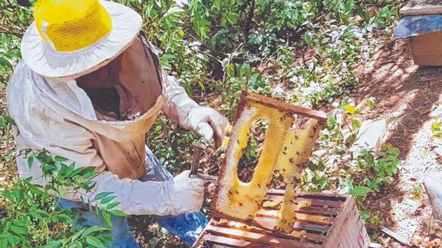 La intensa ola de calor que afectó a la Argentina impactó en la actividad apícola. Recomendaciones de expertos.