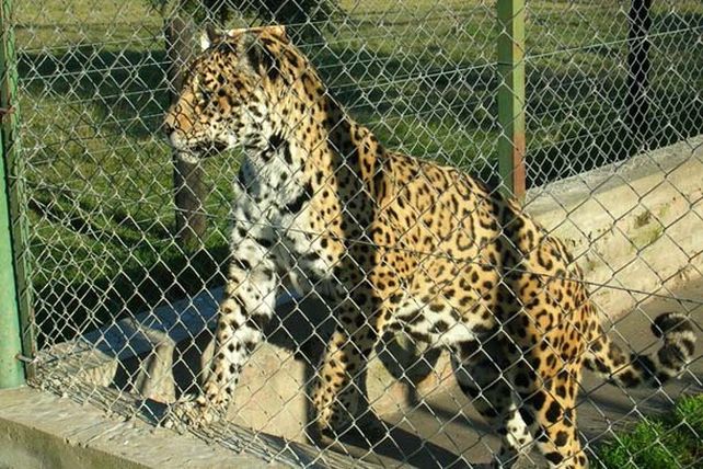 Provincia y municipio de Concordia investigan si hay maltrato animal en el parque Arca de Enrimir