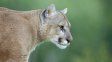 Avanzan en la relocalización de fauna silvestre del ex Zoológico de Luján Avanzan en la relocalización de fauna silvestre del ex Zoológico de Luján