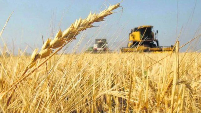 La siembra de trigo entra en la etapa final con una caída del 18% en la superficie de Entre Ríos