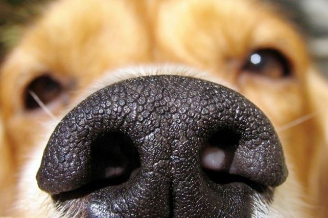 Diez increíbles cosas que sí pueden oler los perros
