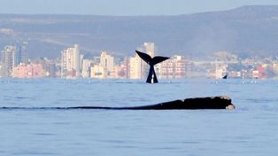 Se viene el mejor momento para avistar fauna en Puerto Madryn