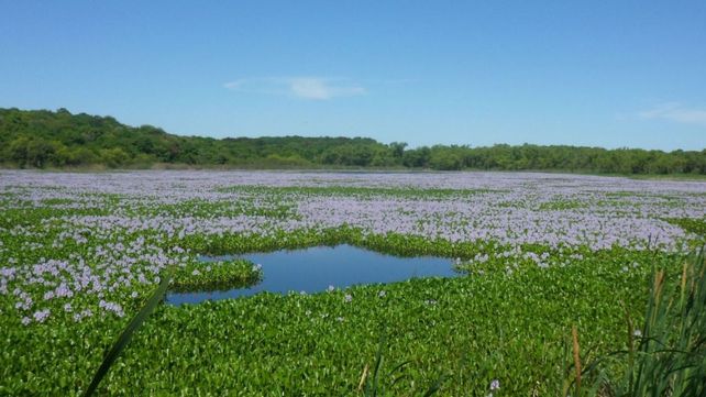 El Parque Nacional Islas de Santa Fe tiene hoy 4.096 hectáreas.&nbsp;