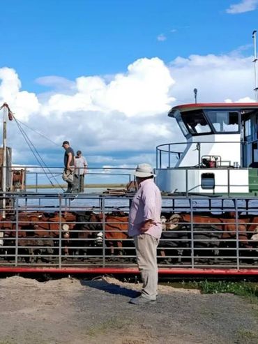 Crecida del Paraná: éxodo masivo de ganado en las islas frente a Rosario por temor a una inundación