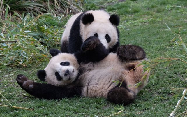 Dos osos pandas juegan dentro de su recinto en el zoológico de Berlín.&nbsp;