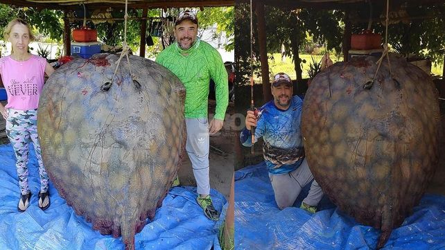 Raya pescada en Colonia San José