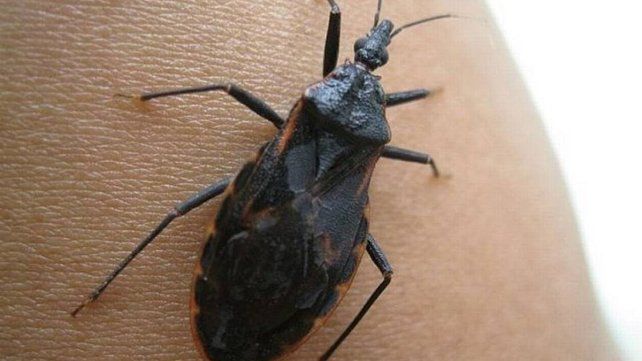Chagas en Entre Ríos: la conexión con provincias vecinas exige mantener la alerta sanitaria