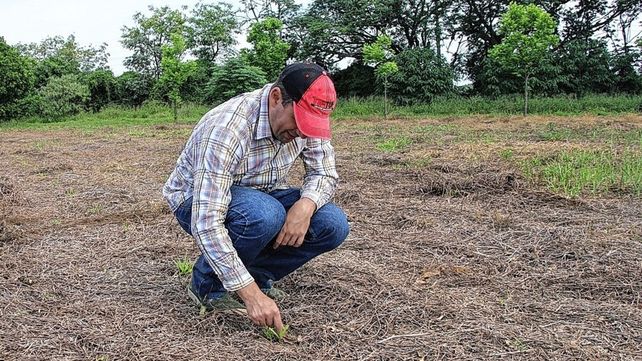 Desarrollan pasturas nativas más persistentes y nutritivas para mejorar la carne bovina