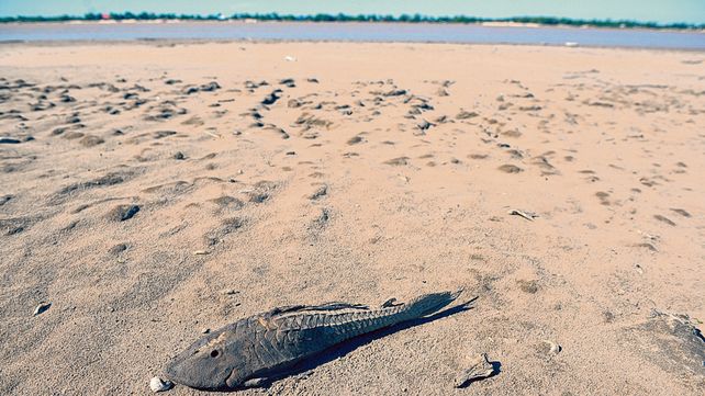 Las especies están en peligro frente a la tremenda bajante del río.