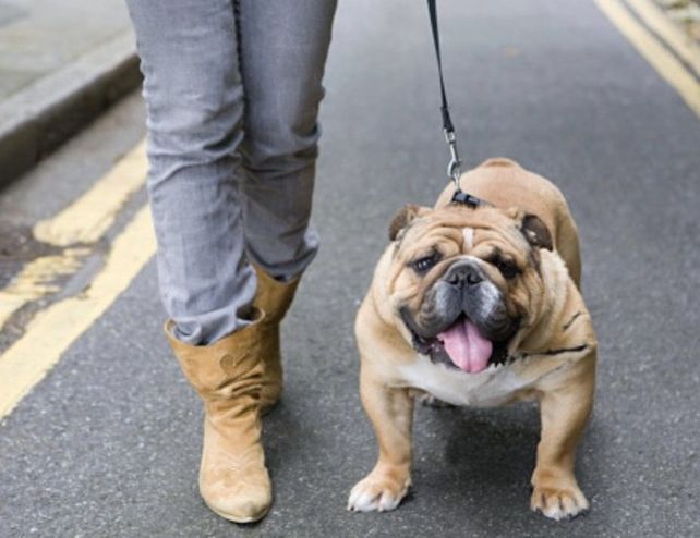 Tener un perro de mascota es bueno para el corazón