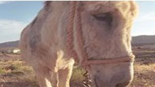Tolerancia cero: arrestaron a un burro por el robo a un sindicato docente
