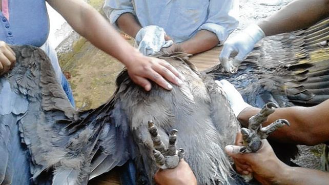 Ecuador. El cóndor hembra recibió perdigonadas en Archidona.