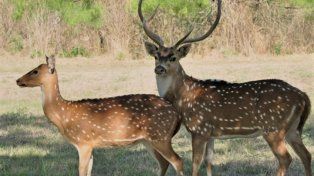 Avanza nueva ley para proteger la fauna y regular la caza en el territorio provincial.