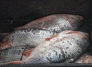 Alarma por la caída del sábalo en el río Paraná: investigadores santafesinos pusieron el foco en la crisis hídrica
