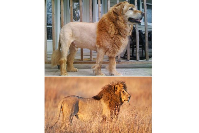 Personas, animales y objetos que son similares entre sí