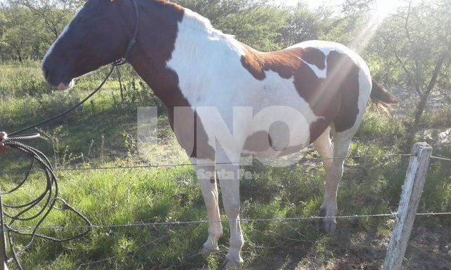 Recuperaron y devolvieron a sus dueños cinco caballos robados