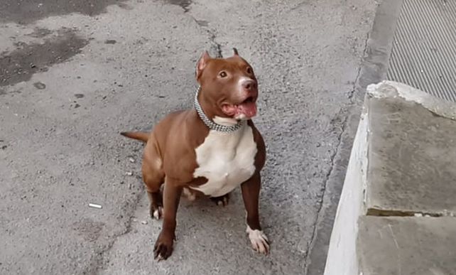 La víctima del pitbull se encuentra internado en recuperación de los ataques sufridos en la zona del rostro