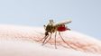 dengue: santa fe eleva los cuidados para quienes viajan a brasil
