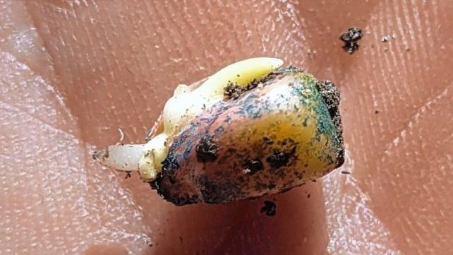 Avanza la siembra de girasol y de maíz de primera en la provincia