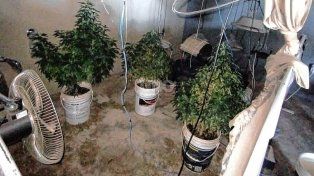 Zona oeste de Rosario: cayó preso con un vivero de marihuana, dinero, un arma de guerra y balas