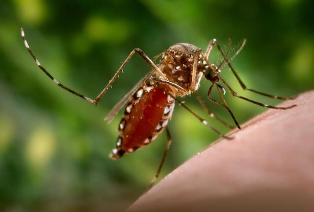 Científicos escoceses descubrieron una bacteria que bloquea el dengue y el zika
