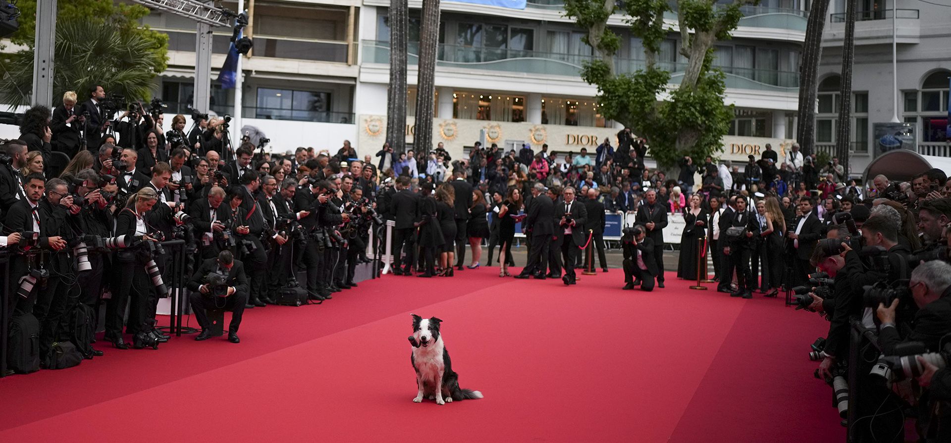 El perro Messi posa para los fotógrafos a su llegada a la ceremonia de entrega de premios y al estreno de la película 'The Second Act' durante el 77º festival internacional de cine, Cannes, sur de Francia, el martes 14 de mayo de 2024. (Foto de Daniel Cole/Invision/ AP)